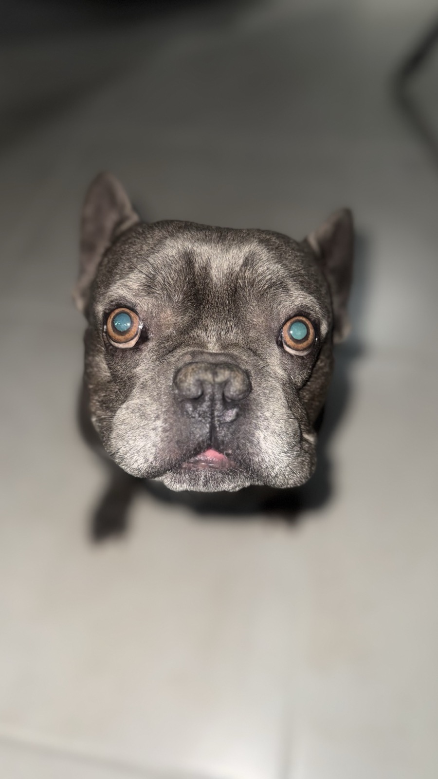 A phone photo of a grey French Bulldog taken from above on a kitchen floor