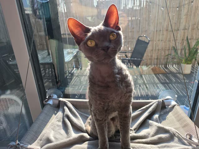A phone photo of a grey Devon Rex on a window hammock