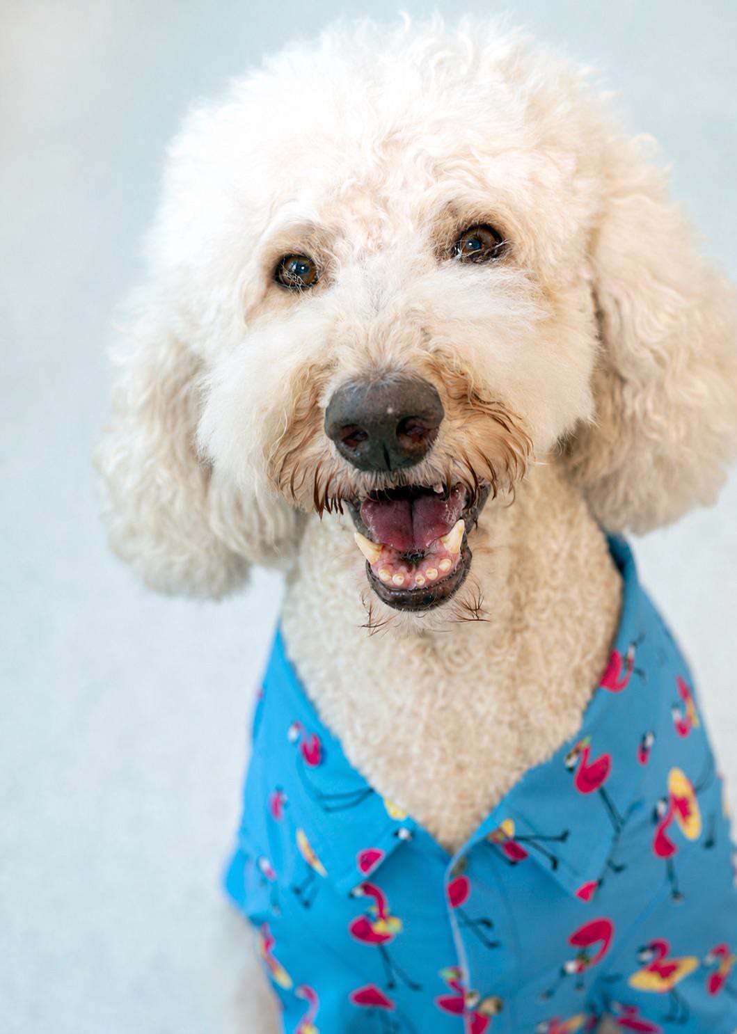 A phone photo of a cream Goldendoodle in a floral shirt