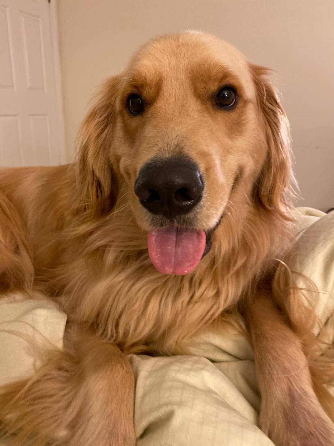 A phone photo of a Golden Retriever on a couch, tongue out