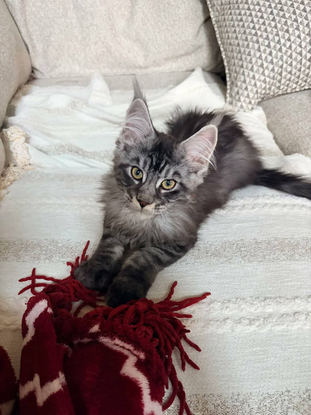 A phone photo of a tabby Maine Coon kitten on a red blanket