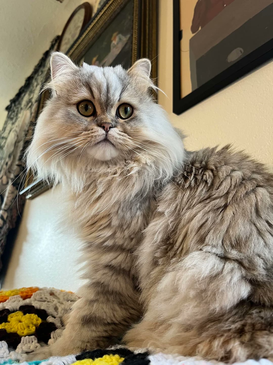 A phone photo of a silver Persian cat sitting on a sofa