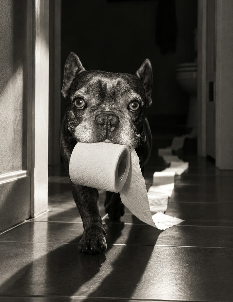 Black-and-white print: a French Bulldog walks out of a bathroom carrying a toilet roll, paper trailing behind